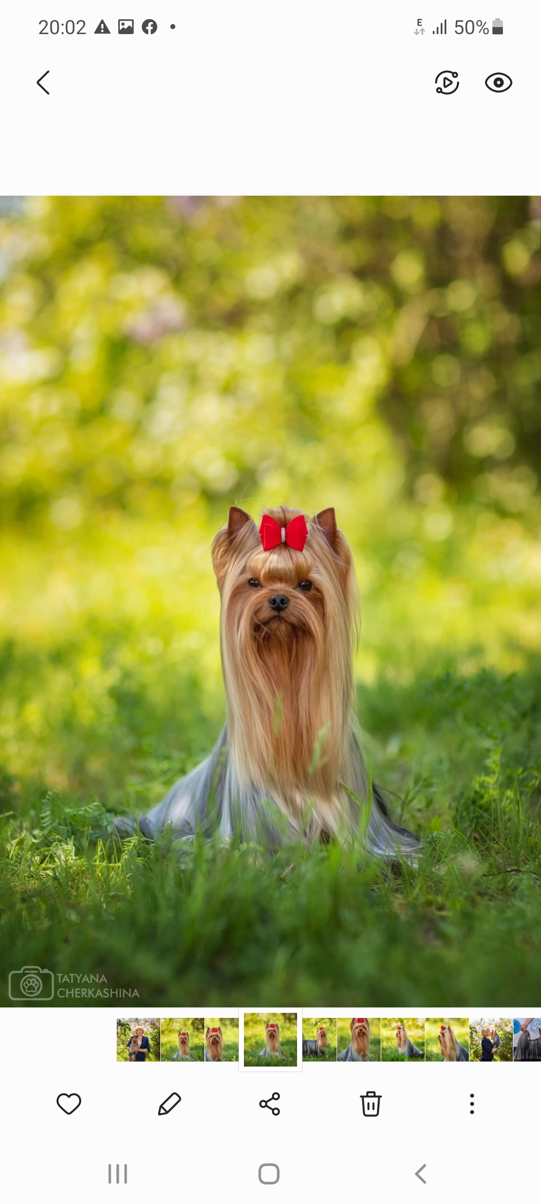 IRESK' S IRESK'S EVANIYA SHEYNDEL &mdash; Labaza DogPedigree YorkshireTerrier