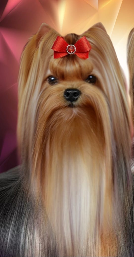 IRESK' S IRESK' S ELISIYA MARIE &mdash; Labaza DogPedigree YorkshireTerrier