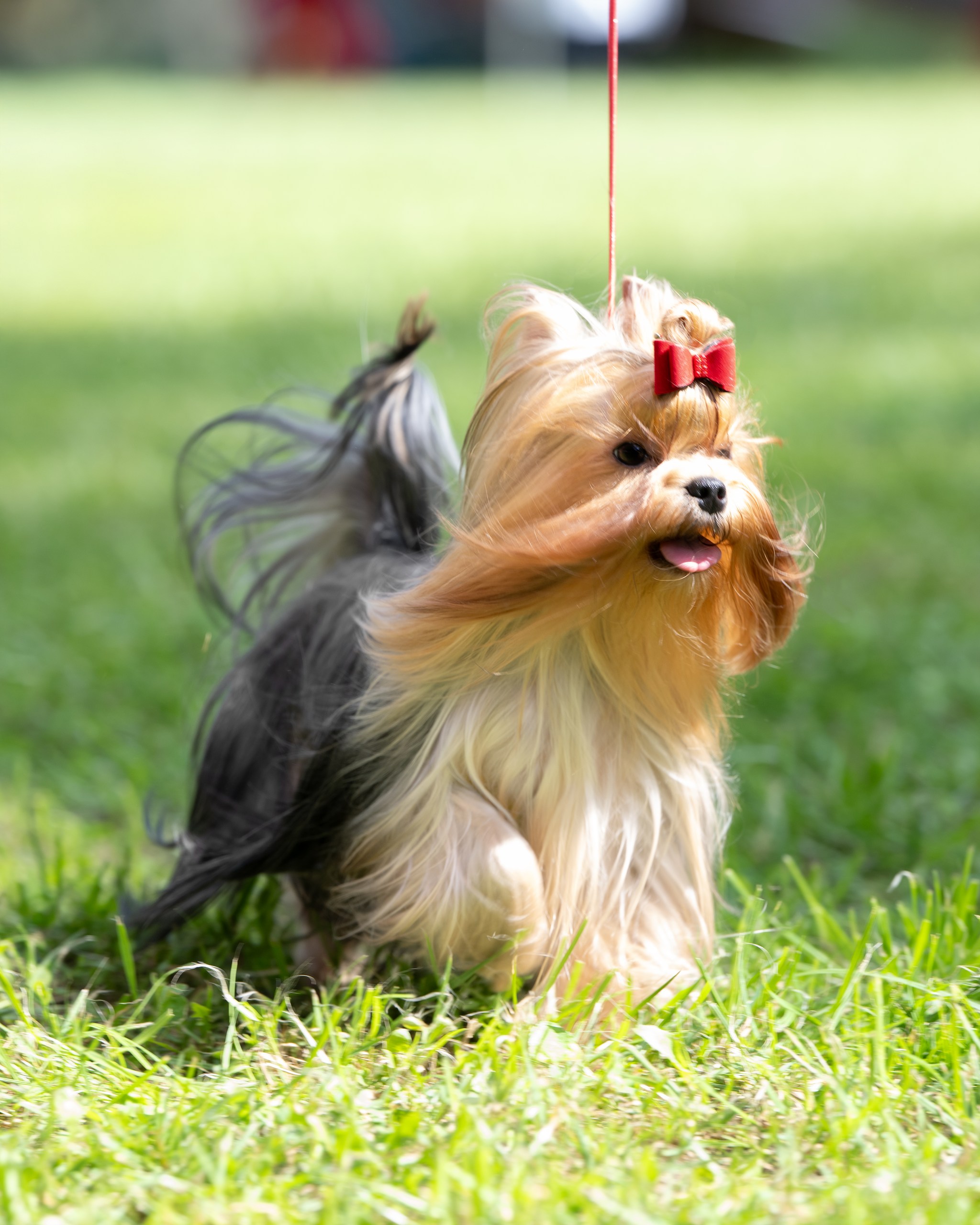 L'YANA DE VISTA TSUKIMI &mdash; Labaza DogPedigree YorkshireTerrier
