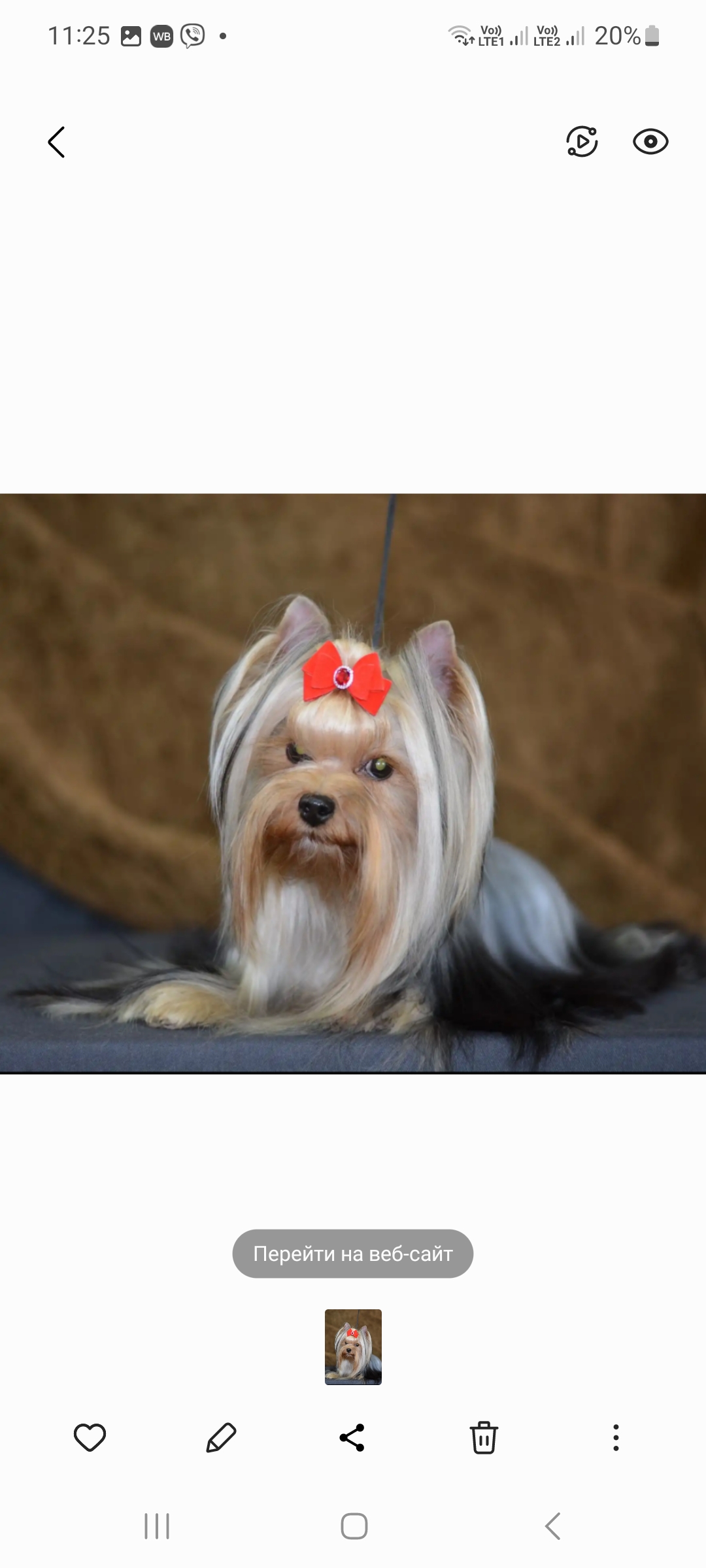  SVETSTYLE AGATA &mdash; Labaza DogPedigree YorkshireTerrier