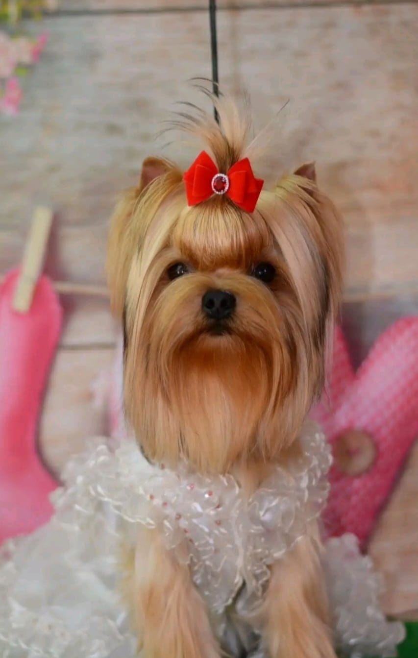 IRESK' S IRESK'C SOFIYA DIVA VIKTORIYA &mdash; Labaza DogPedigree YorkshireTerrier
