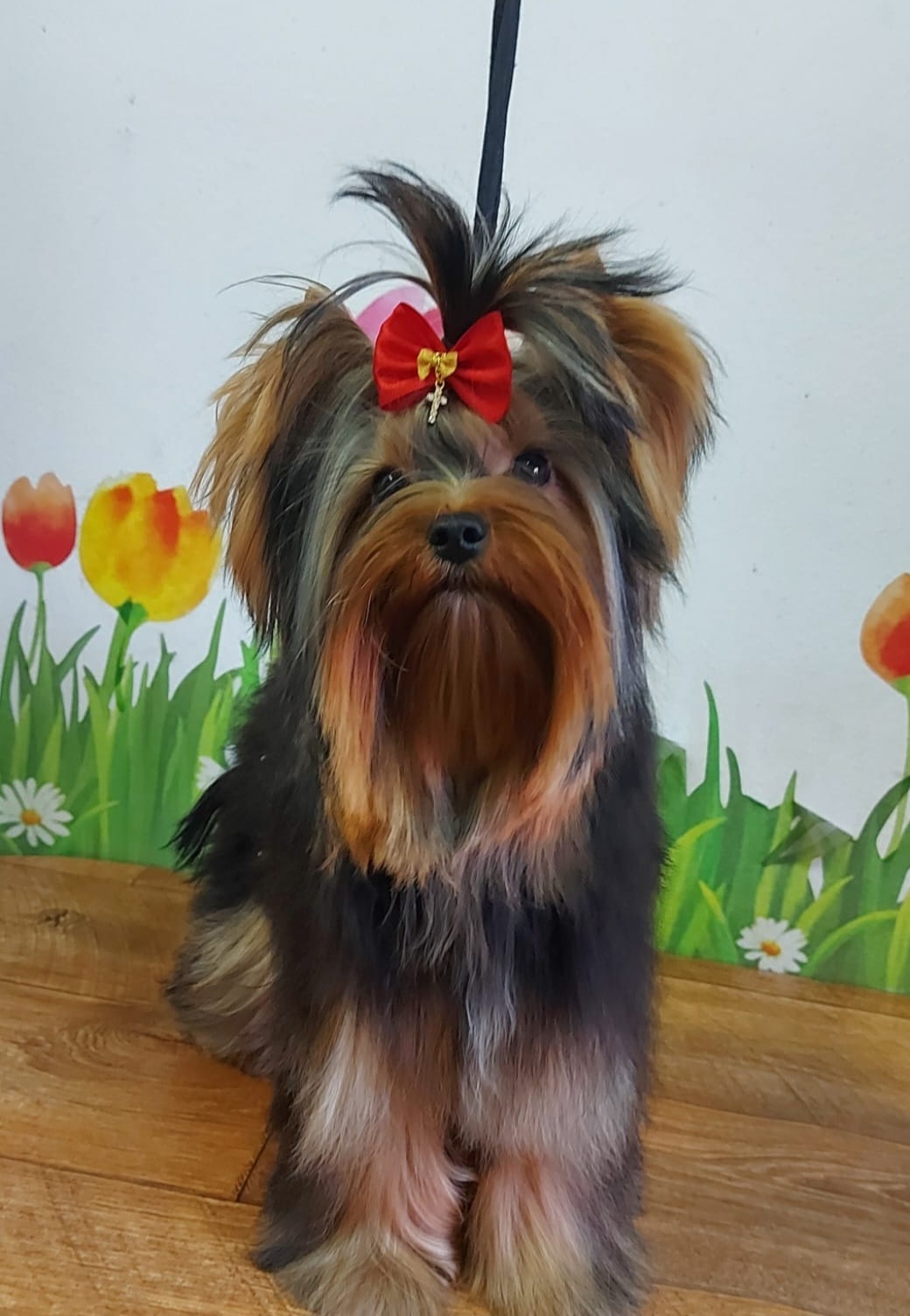 IRESK' S IRESK' S MEJLI LONG KISS &mdash; Labaza DogPedigree YorkshireTerrier