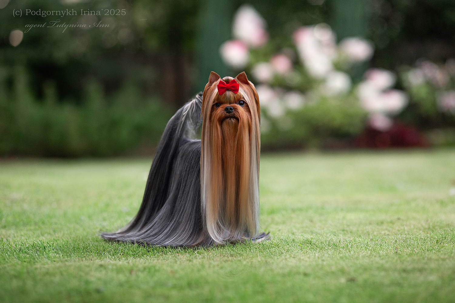  FAVOURITE WINNERS RECORD &mdash; Labaza DogPedigree YorkshireTerrier