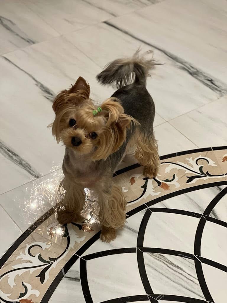 DEANJE DEANJE SHINE GIRL FREDERIKA &mdash; Labaza DogPedigree YorkshireTerrier