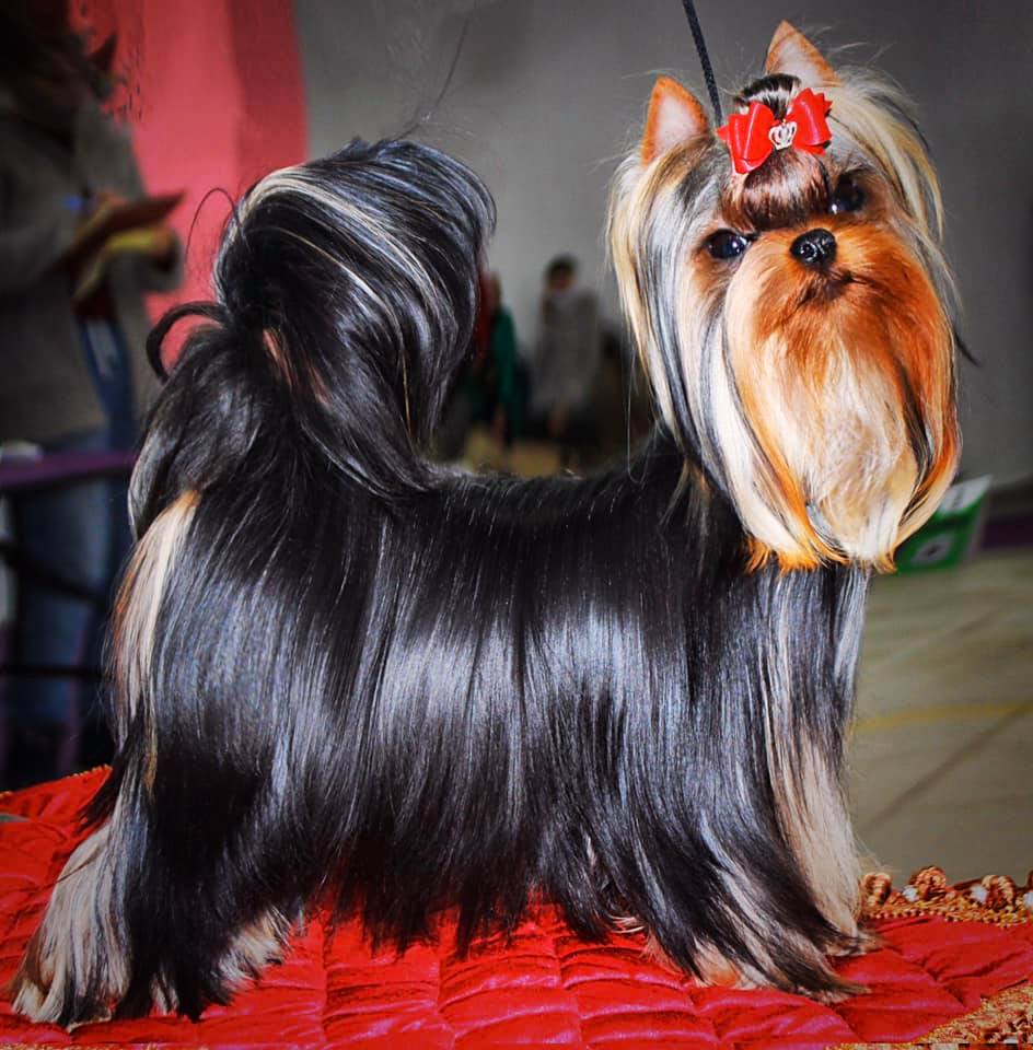Royal Boutique ROYAL BOUTIQUE CASANOVA &mdash; Labaza DogPedigree YorkshireTerrier