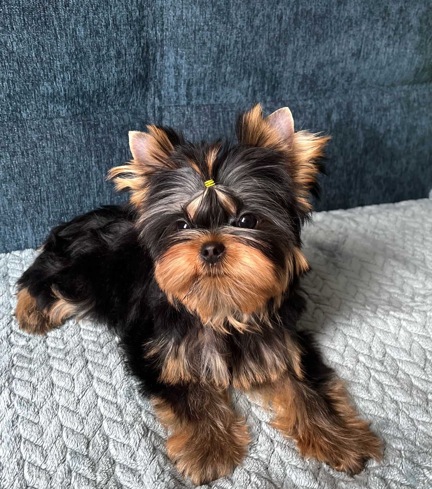  NUAR NOVELLA CHARM &mdash; Labaza DogPedigree YorkshireTerrier