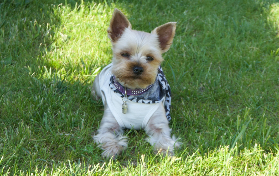 KING &mdash; Labaza DogPedigree YorkshireTerrier
