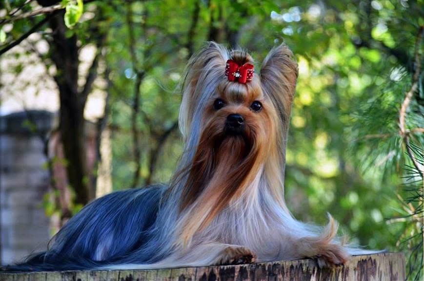 DEANJE DEANJE TIME BOMB &mdash; Labaza DogPedigree YorkshireTerrier