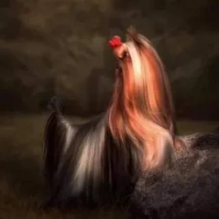 ACE HIGH SHELI ZHIGO &mdash; Labaza DogPedigree YorkshireTerrier