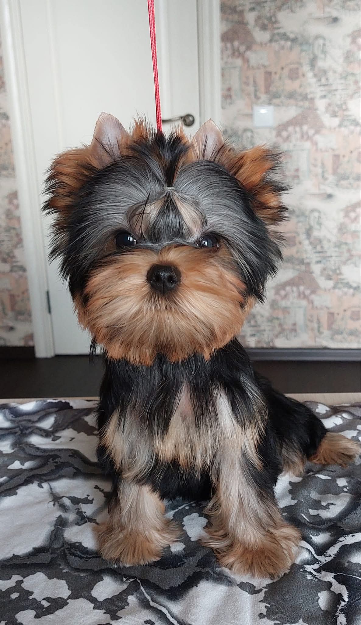 Боггемия Прайм &mdash; Labaza DogPedigree YorkshireTerrier