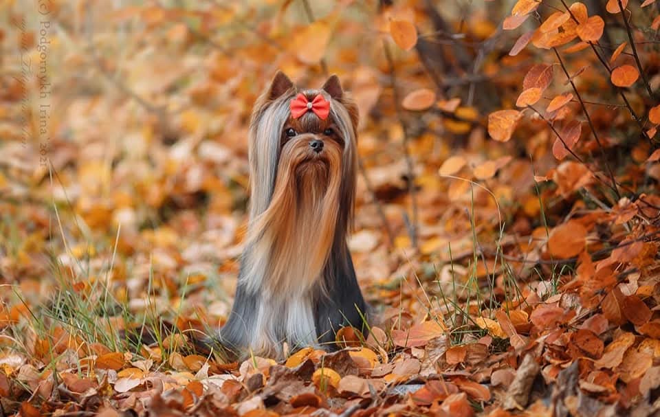 ДАР ПРАЙЗ ПЕРФОРМАНС &mdash; Labaza DogPedigree YorkshireTerrier