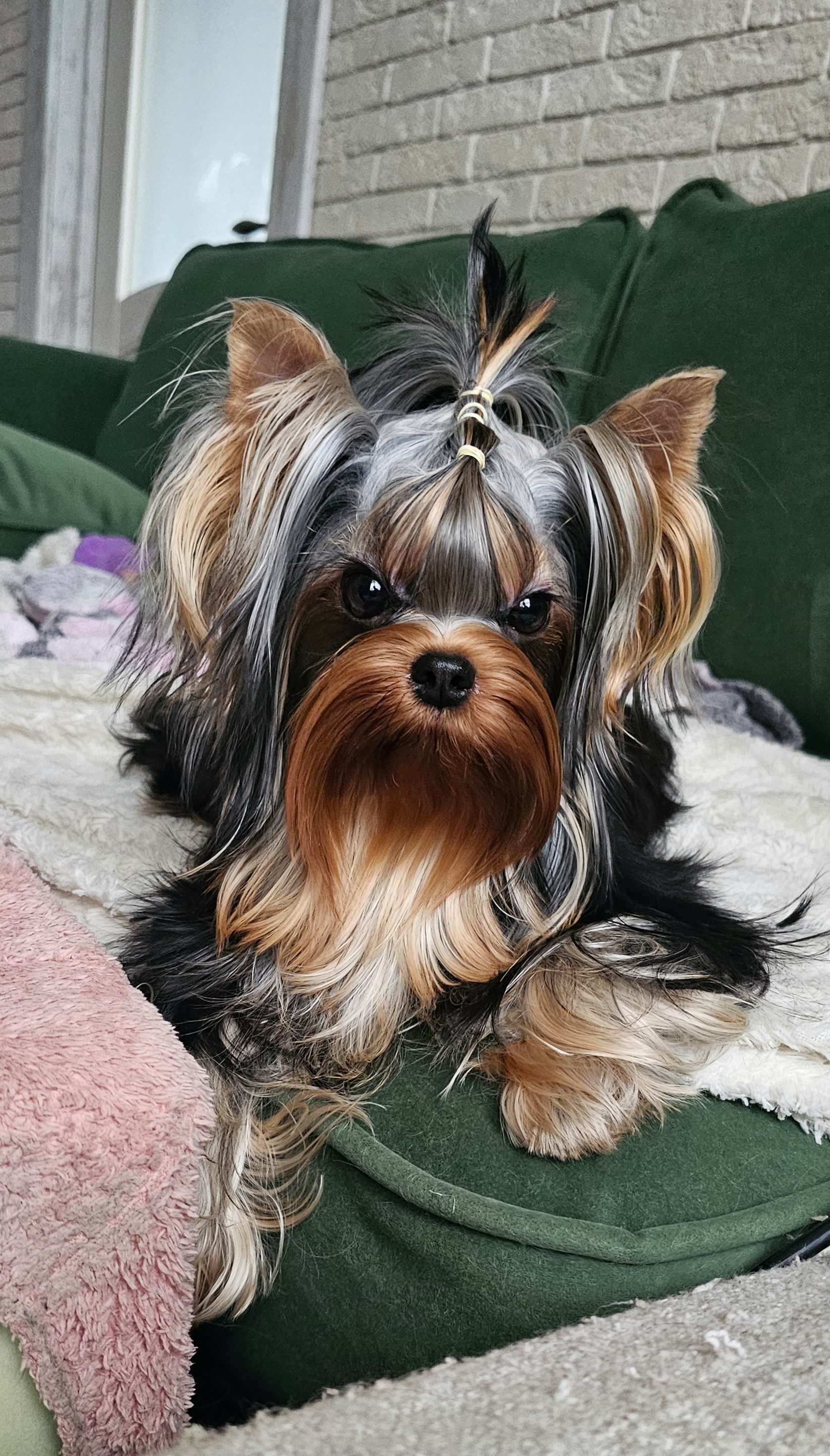  DAR PRISE KONTRABANDA &mdash; Labaza DogPedigree YorkshireTerrier