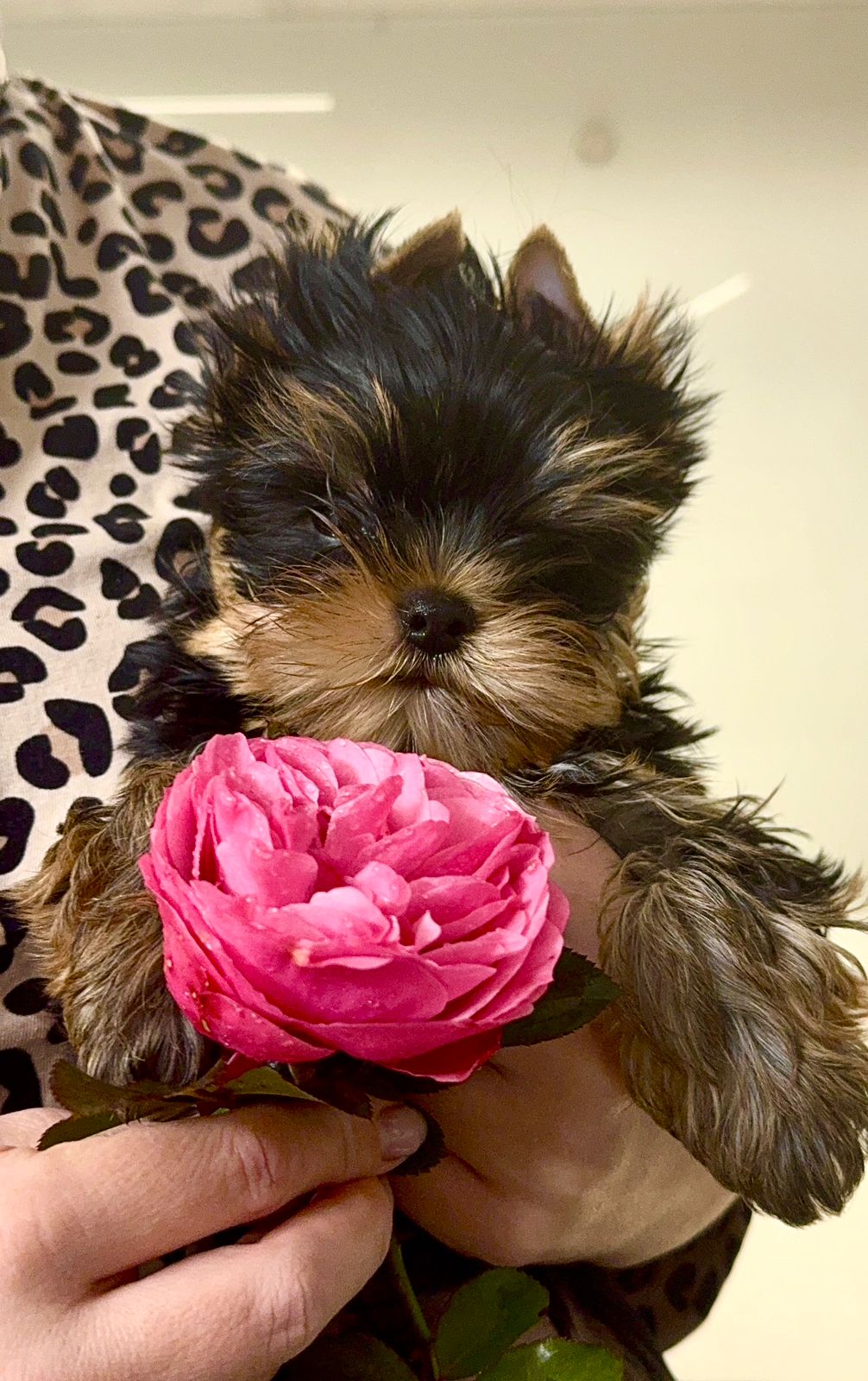  ФАВОРИТ ВИННЕРС ГРИЛЬЯЖ &mdash; Labaza DogPedigree YorkshireTerrier