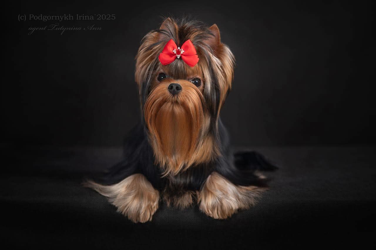 EXCELLENCE ABSOLUTE IN LOVE AGAIN &mdash; Labaza DogPedigree YorkshireTerrier