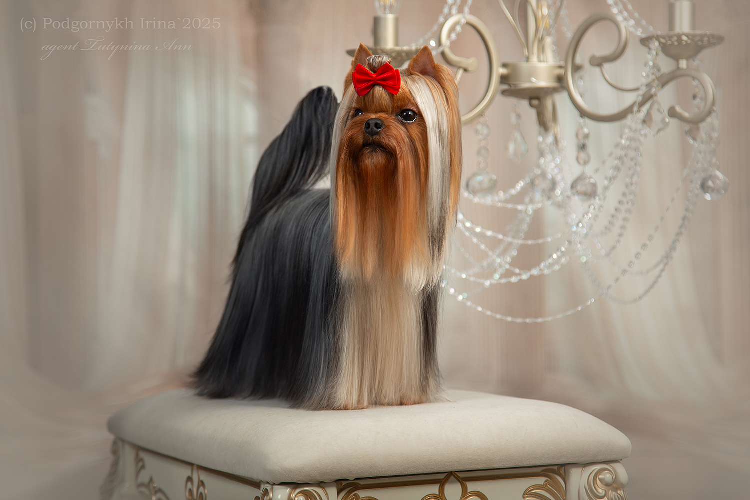 Dar Prise DAR PRISЕ JIOKONDA &mdash; Labaza DogPedigree YorkshireTerrier