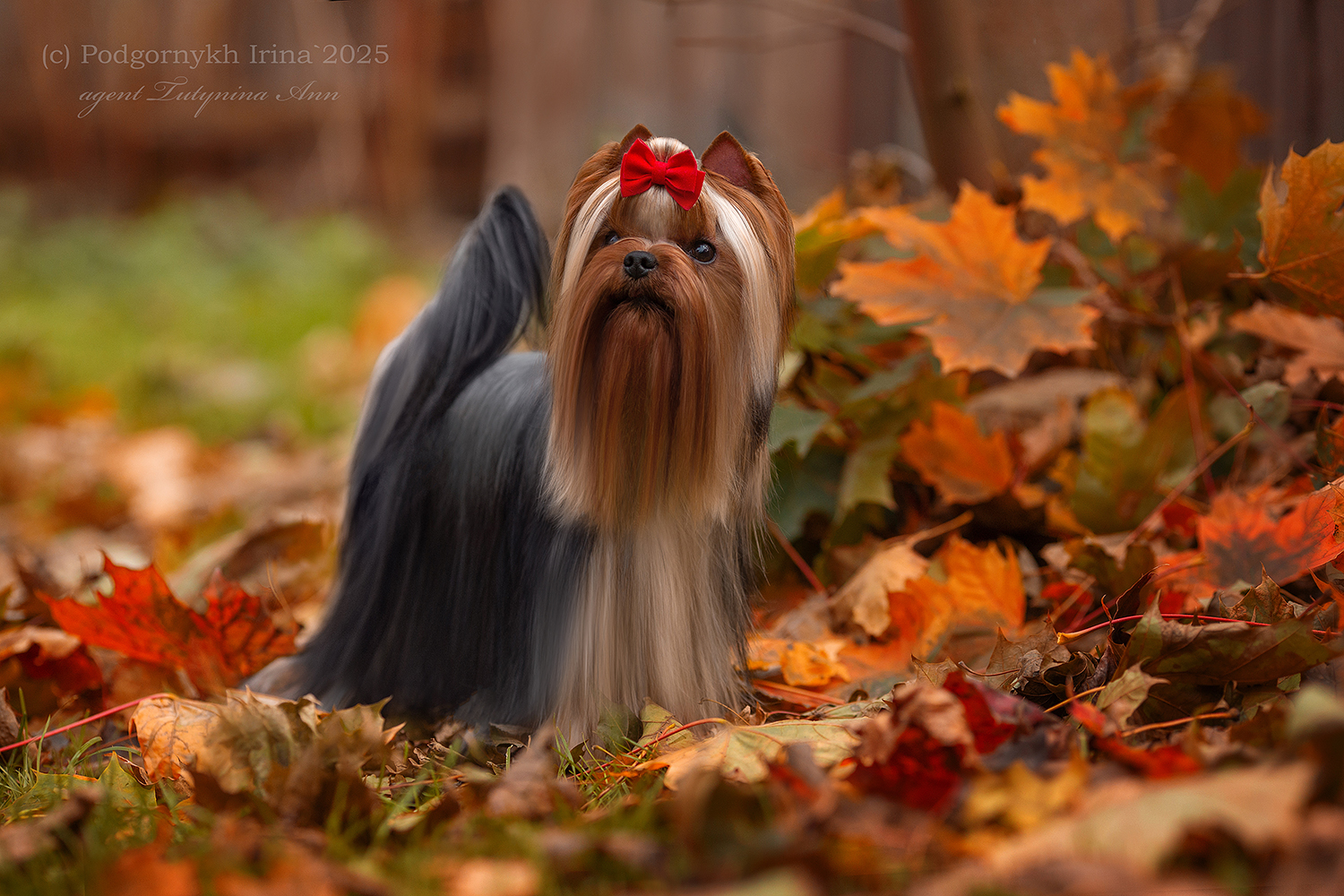Dar Prise DAR PRISЕ INTRIGA &mdash; Labaza DogPedigree YorkshireTerrier