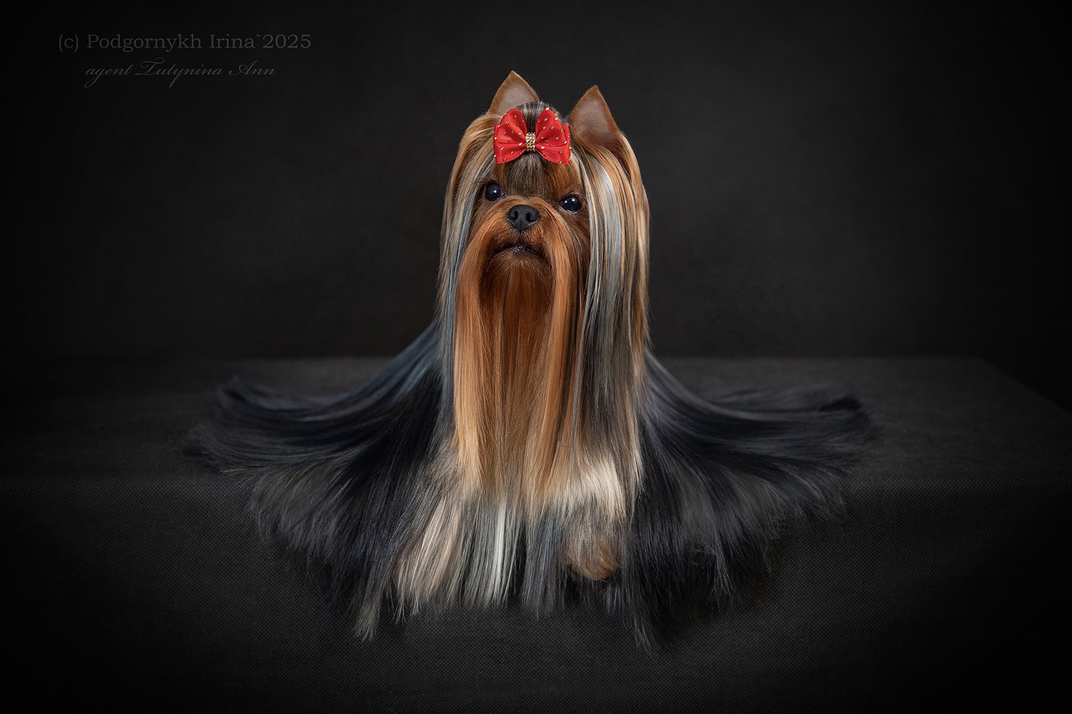 ENIGMA MON AMUR &mdash; Labaza DogPedigree YorkshireTerrier