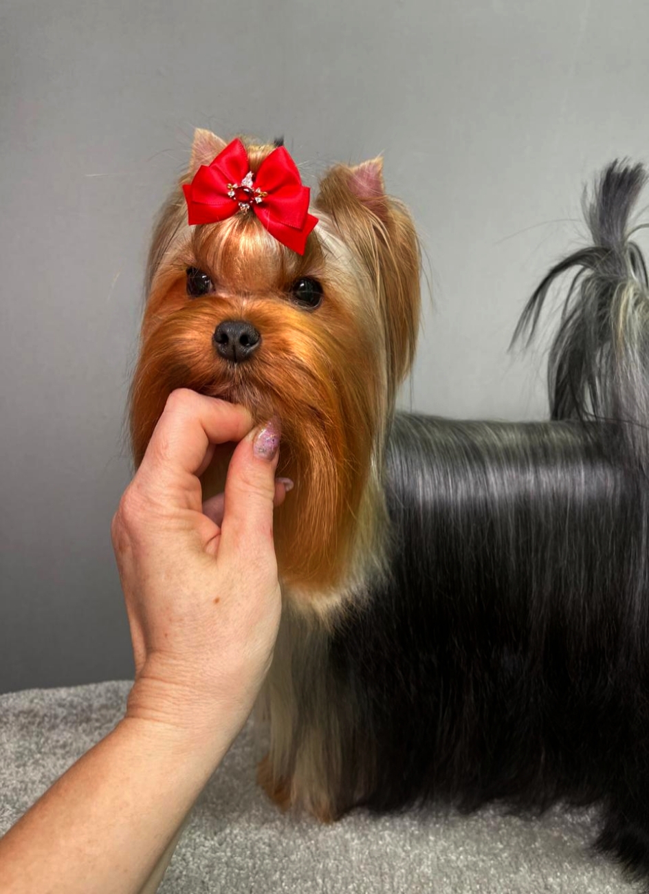 STREET FLASH NARGIZ &mdash; Labaza DogPedigree YorkshireTerrier