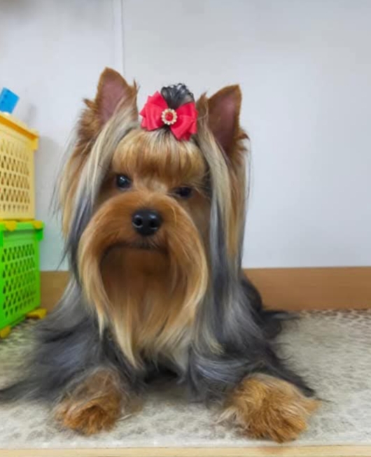  БОГГЕМИЯ ПРАЙМ ЧИТЕЛЛИ &mdash; Labaza DogPedigree YorkshireTerrier