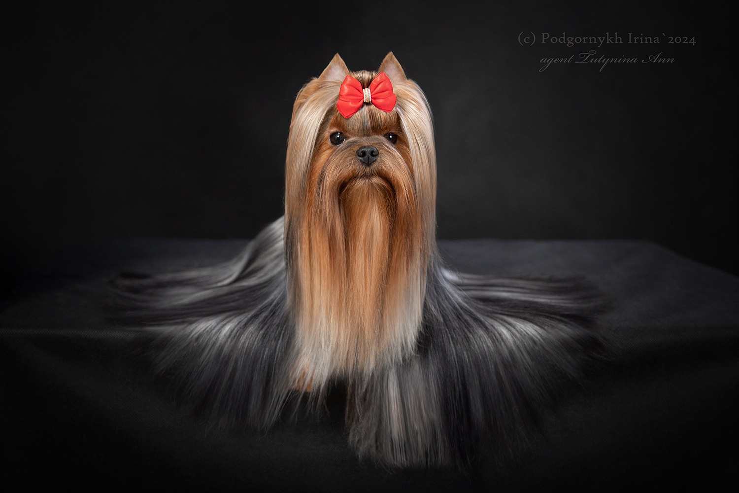 PALES OF TE VINDS PALES OF TE VINDS PATTAYA &mdash; Labaza DogPedigree YorkshireTerrier
