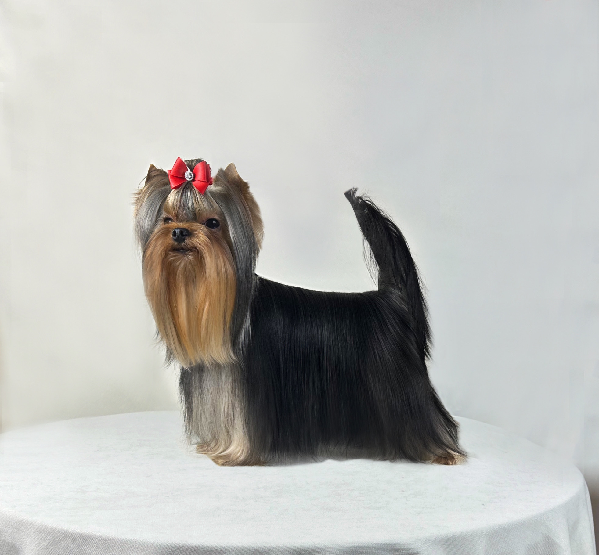 STREET FLASH STREET FLASH NON STOP WINNER &mdash; Labaza DogPedigree YorkshireTerrier