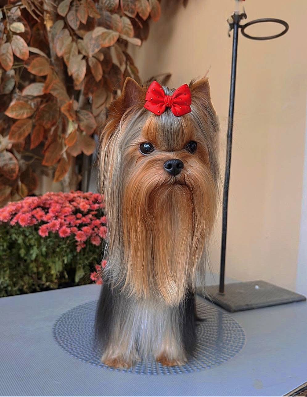 PALES OF TE VINDS PALES OF TE VINDS HERITAGE &mdash; Labaza DogPedigree YorkshireTerrier