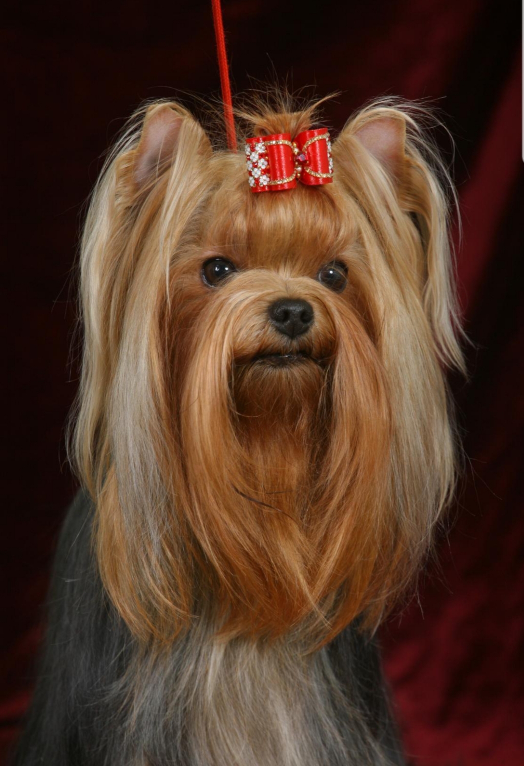  IMPERATORSKIY SHOLK TSARITSA NOSHI &mdash; Labaza DogPedigree YorkshireTerrier
