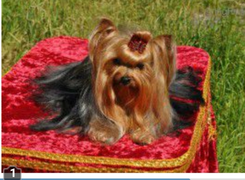  GLAMOUR COUTURE KADRIL &mdash; Labaza DogPedigree YorkshireTerrier