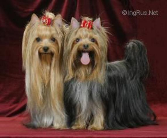 ELM DENDI PENELOPA &mdash; Labaza DogPedigree YorkshireTerrier
