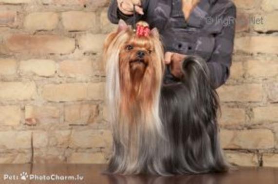  RIGAIR ARMANI BLUE DIAMOND &mdash; Labaza DogPedigree YorkshireTerrier