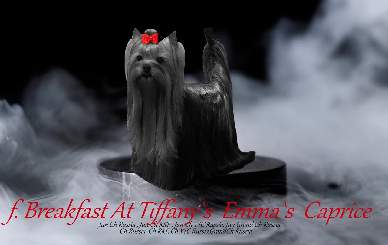Emma`s Caprice BREAKFAST AT TIFFANY'S EMMA'S CAPRICE &mdash; Labaza DogPedigree YorkshireTerrier