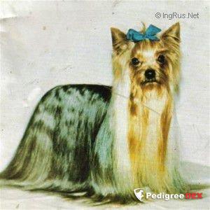  JOHNSTOUNBURN MARMADUKE &mdash; Labaza DogPedigree YorkshireTerrier