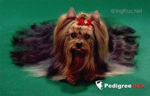  MOSKOVSKIY TALISMAN VINCENA IMPOZANT &mdash; Labaza DogPedigree YorkshireTerrier
