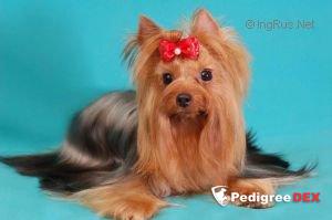 KRASS ORION SIMONA &mdash; Labaza DogPedigree YorkshireTerrier
