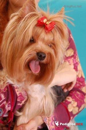  JANETTA KRASS ORION &mdash; Labaza DogPedigree YorkshireTerrier