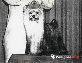  OKAY OF MILLMOOR &mdash; Labaza DogPedigree YorkshireTerrier