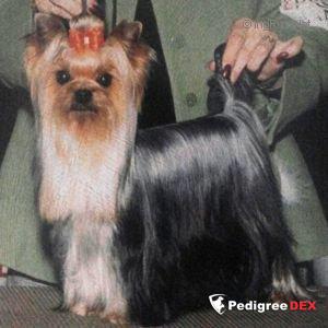 SHAKESPEARE'S MICHAEL SIMON