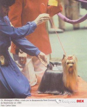  MISTANGAY'S GILBEY &mdash; Labaza DogPedigree YorkshireTerrier
