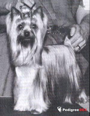  ELITE KEEP IN TOUCH &mdash; Labaza DogPedigree YorkshireTerrier