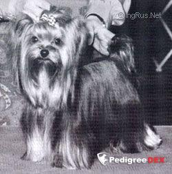  YORKBORO A TOUCH TOO MUCH &mdash; Labaza DogPedigree YorkshireTerrier