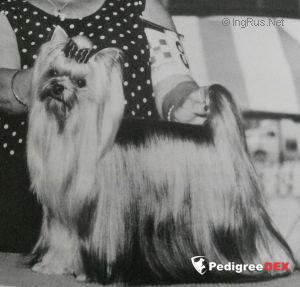  PASTORAL HEAD OVER HEELS &mdash; Labaza DogPedigree YorkshireTerrier