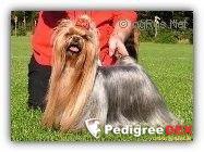 KENDOS KISSED AN ANGEL &mdash; Labaza DogPedigree YorkshireTerrier