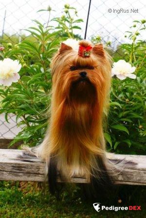  YELLOW LOLLIPOP STRIBRNE PRANI &mdash; Labaza DogPedigree YorkshireTerrier