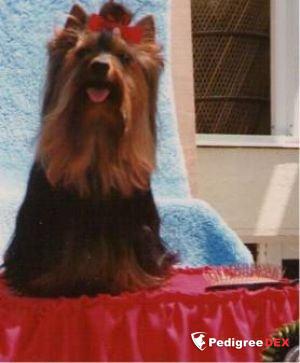 HADA'S DE LA VIRREYNA &mdash; Labaza DogPedigree YorkshireTerrier