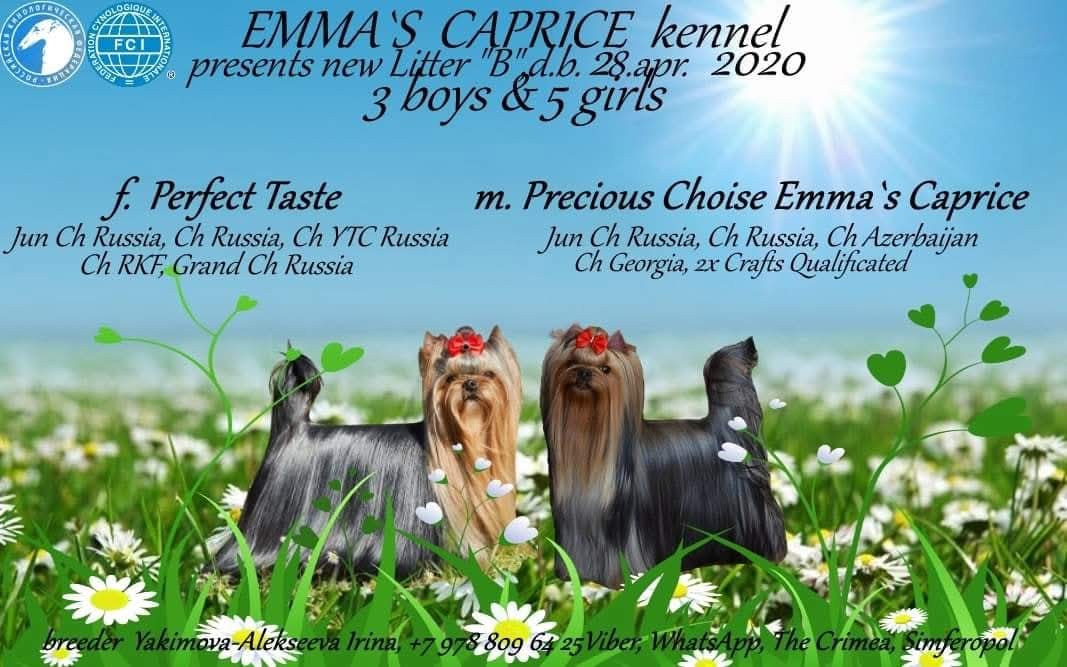 Emma`s Caprice BOHEMIAN RHAPSODY EMMA'S CAPRICE &mdash; Labaza DogPedigree YorkshireTerrier