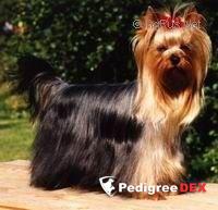 DE MAJODIAN PAS DE DEUX &mdash; Labaza DogPedigree YorkshireTerrier