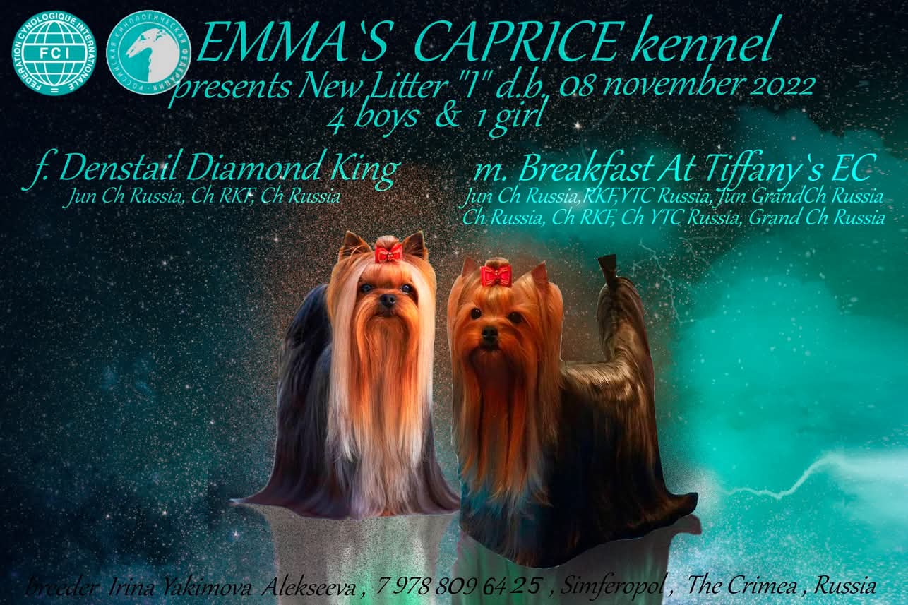 Emma`s Caprice IT'S MY LIFE EMMA'S CAPRICE &mdash; Labaza DogPedigree YorkshireTerrier