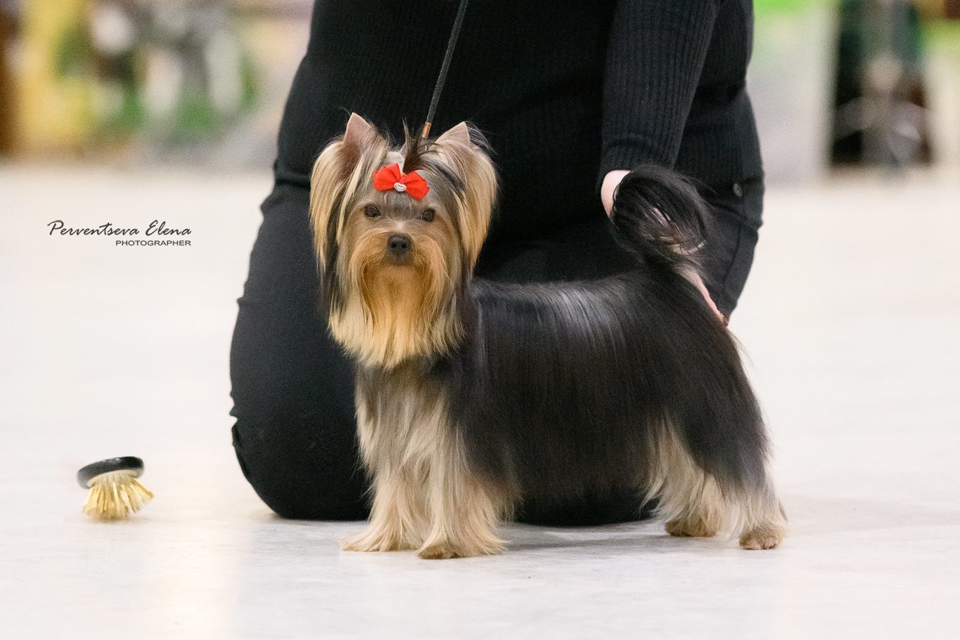 Video Star VIDEO STAR YANTAR &mdash; Labaza DogPedigree YorkshireTerrier