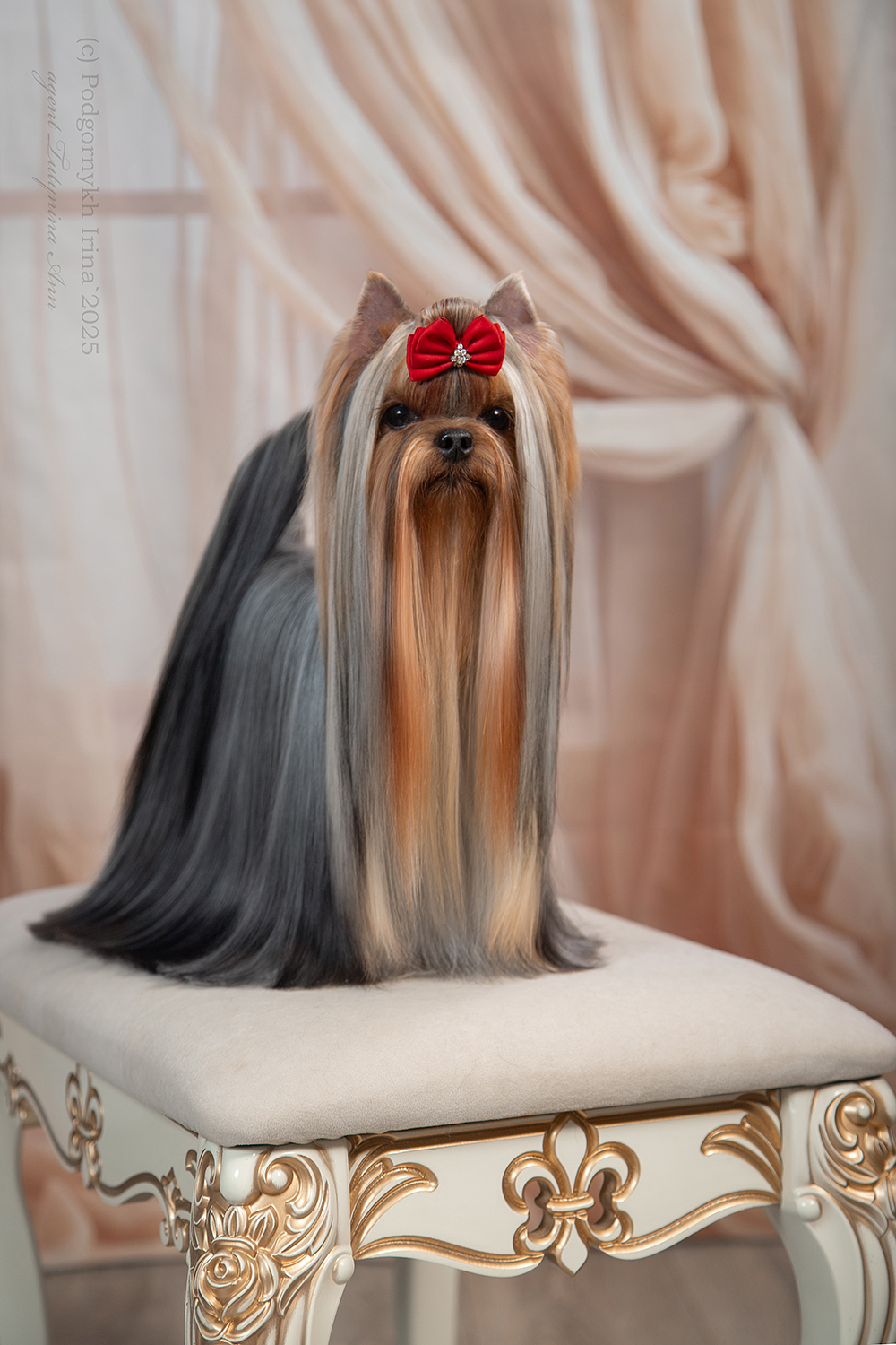 As'Torria Life IRESK'S GOLDIE АILISH SAFIRA &mdash; Labaza DogPedigree YorkshireTerrier