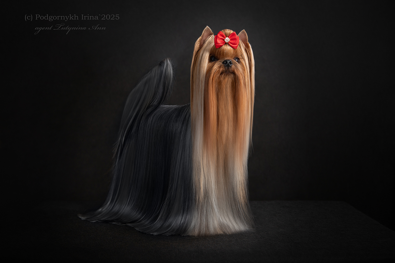 Zhuk_Lena &mdash; Labaza DogPedigree YorkshireTerrier